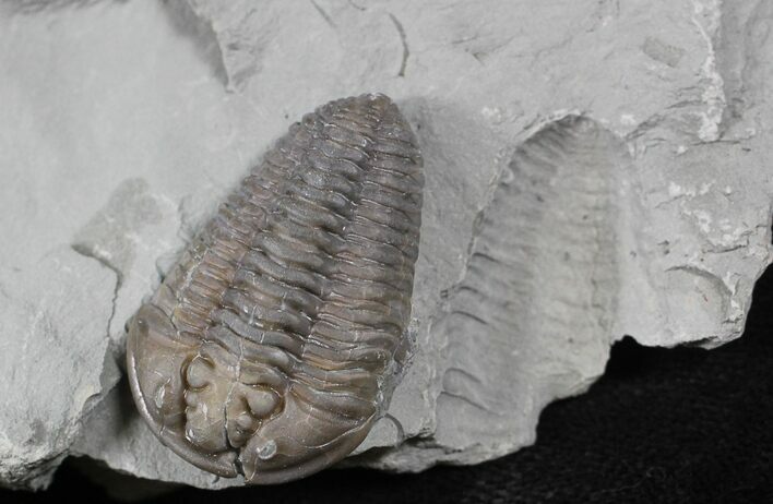 Flexicalymene Trilobite with Negative From Ohio #26749